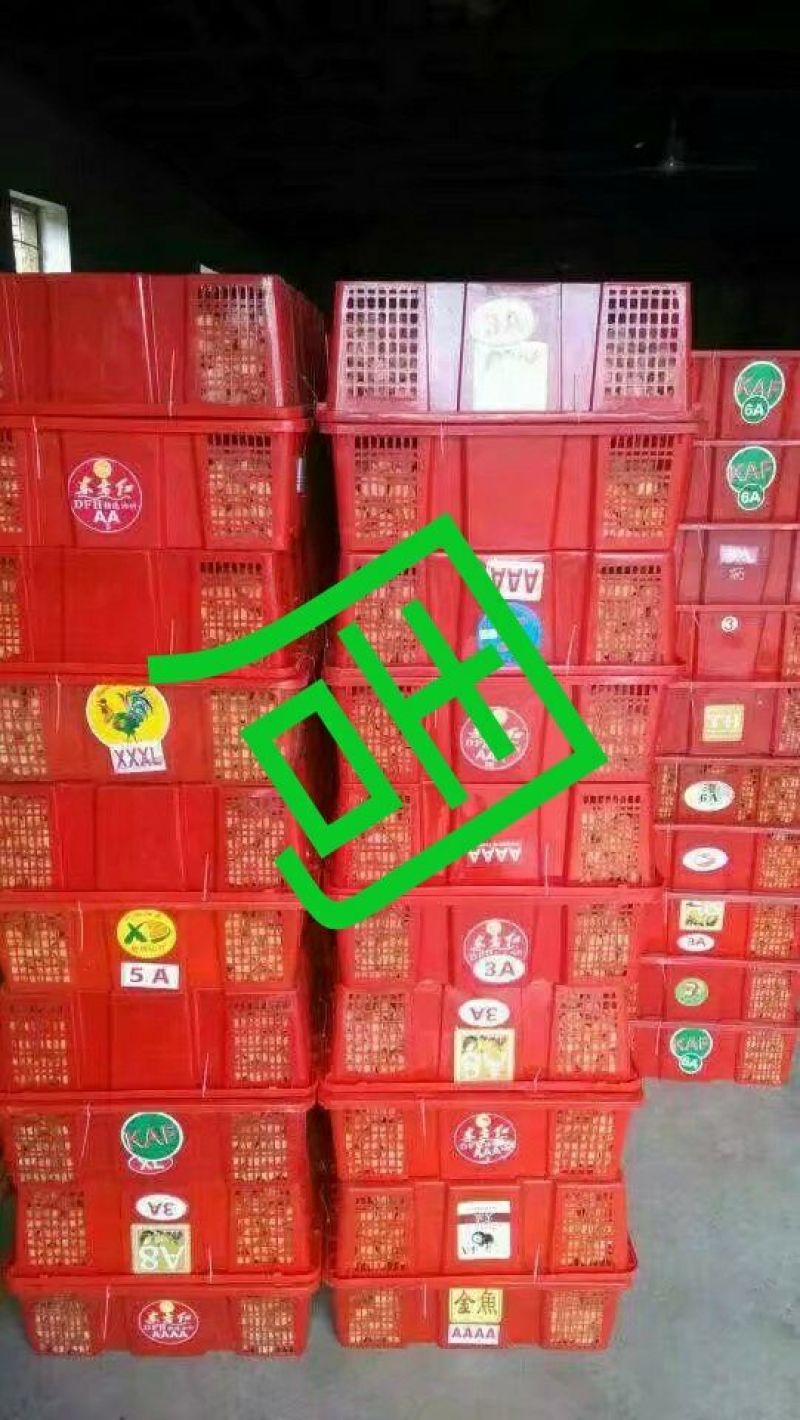 黄菇茑莫旗