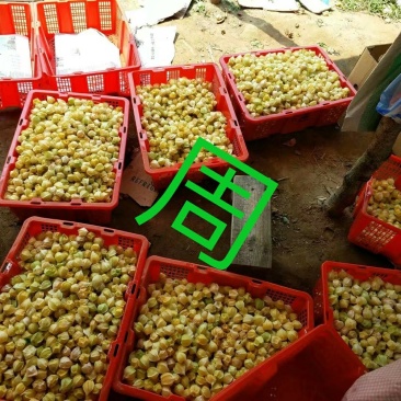 黄菇茑莫旗
