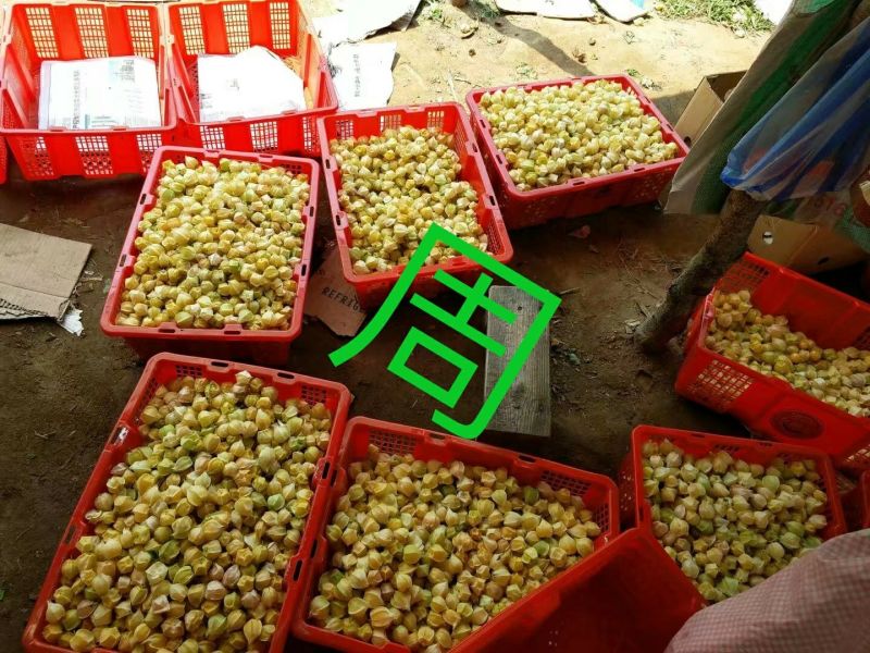 黄菇茑莫旗