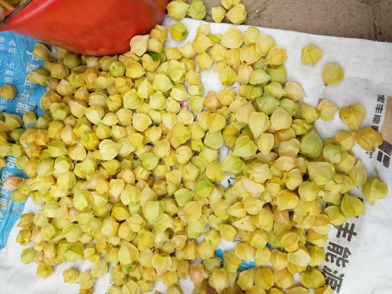 黄菇茑莫旗