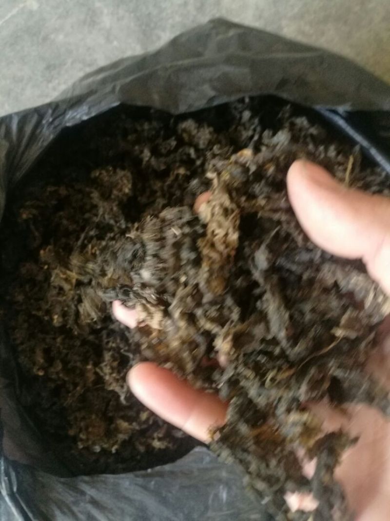 优质地皮菜干货手工去杂视频看货一手货源品质保障欢迎来电