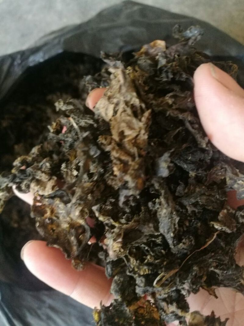 优质地皮菜干货手工去杂视频看货一手货源品质保障欢迎来电