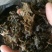 优质地皮菜干货手工去杂视频看货一手货源品质保障欢迎来电