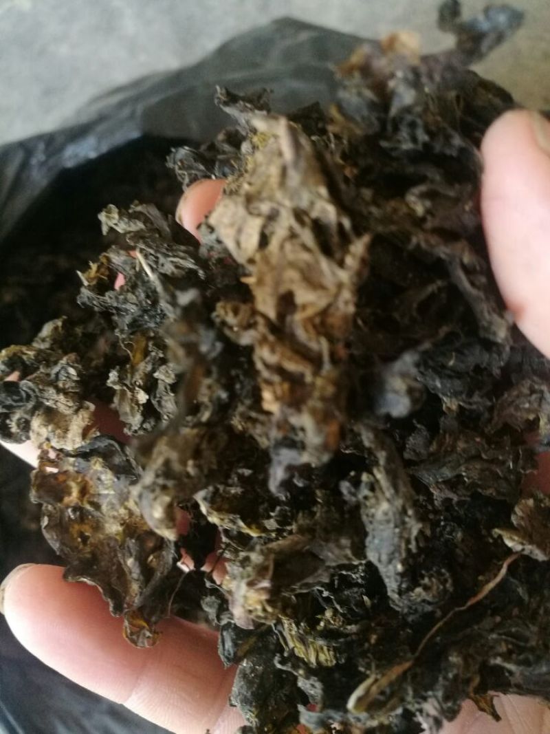 优质地皮菜干货手工去杂视频看货一手货源品质保障欢迎来电