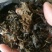 优质地皮菜干货手工去杂视频看货一手货源品质保障欢迎来电