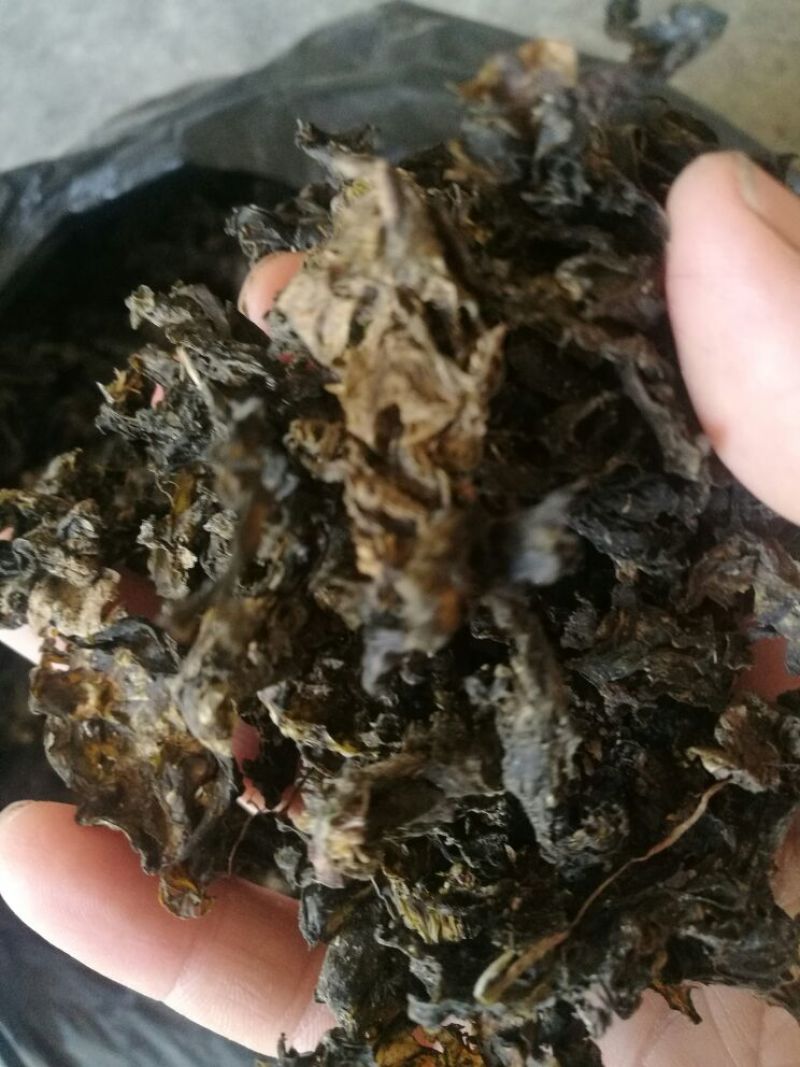 优质地皮菜干货手工去杂视频看货一手货源品质保障欢迎来电