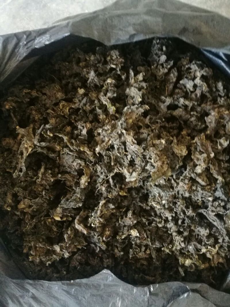 优质地皮菜干货手工去杂视频看货一手货源品质保障欢迎来电