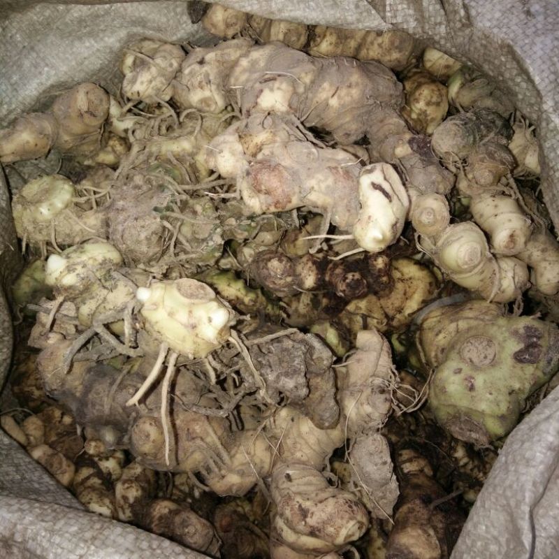 黄精