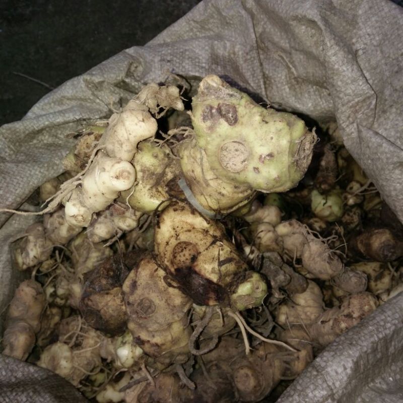 黄精