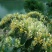 金银花