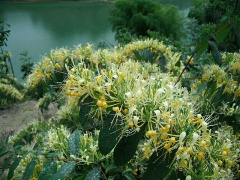 金银花