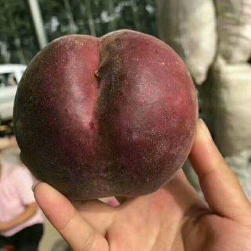 黑桃皇后，黑桃苗黑桃成熟后，果肉柔软，黑
