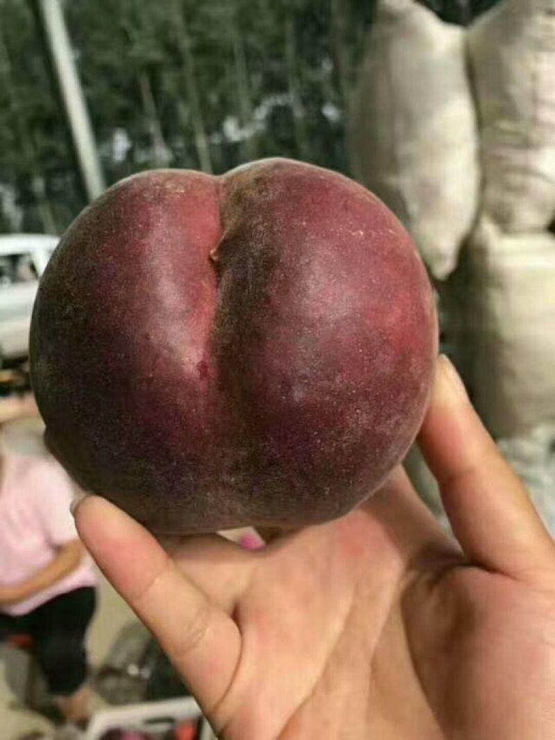 黑桃皇后，黑桃苗黑桃成熟后，果肉柔软，黑