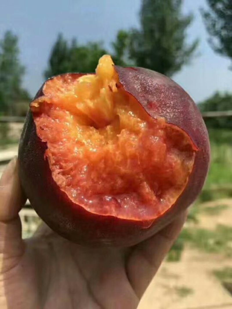黑桃皇后，黑桃苗黑桃成熟后，果肉柔软，黑