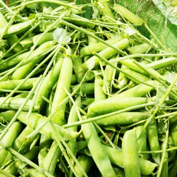 豌豆