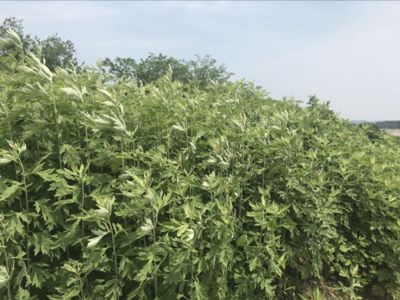 陈艾全叶统