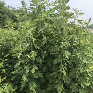 陈艾全叶统