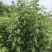 陈艾全叶统