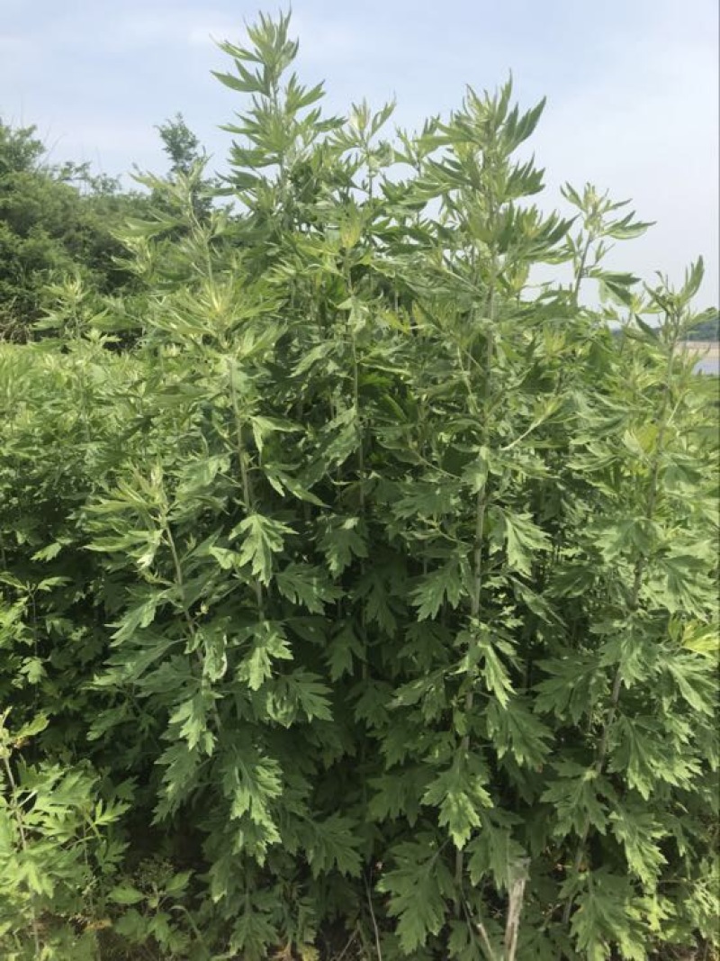 陈艾全叶统