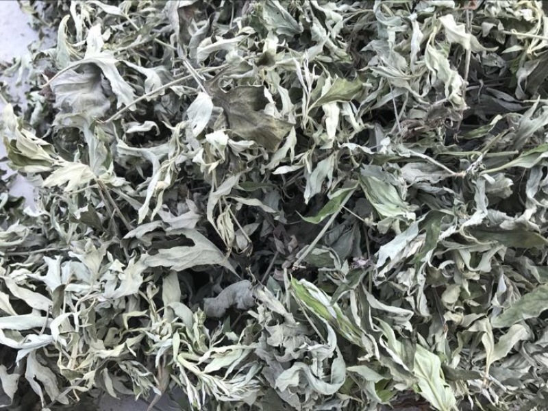 陈艾全叶统