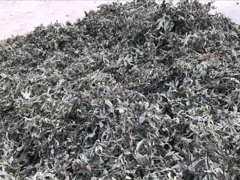 陈艾全叶统