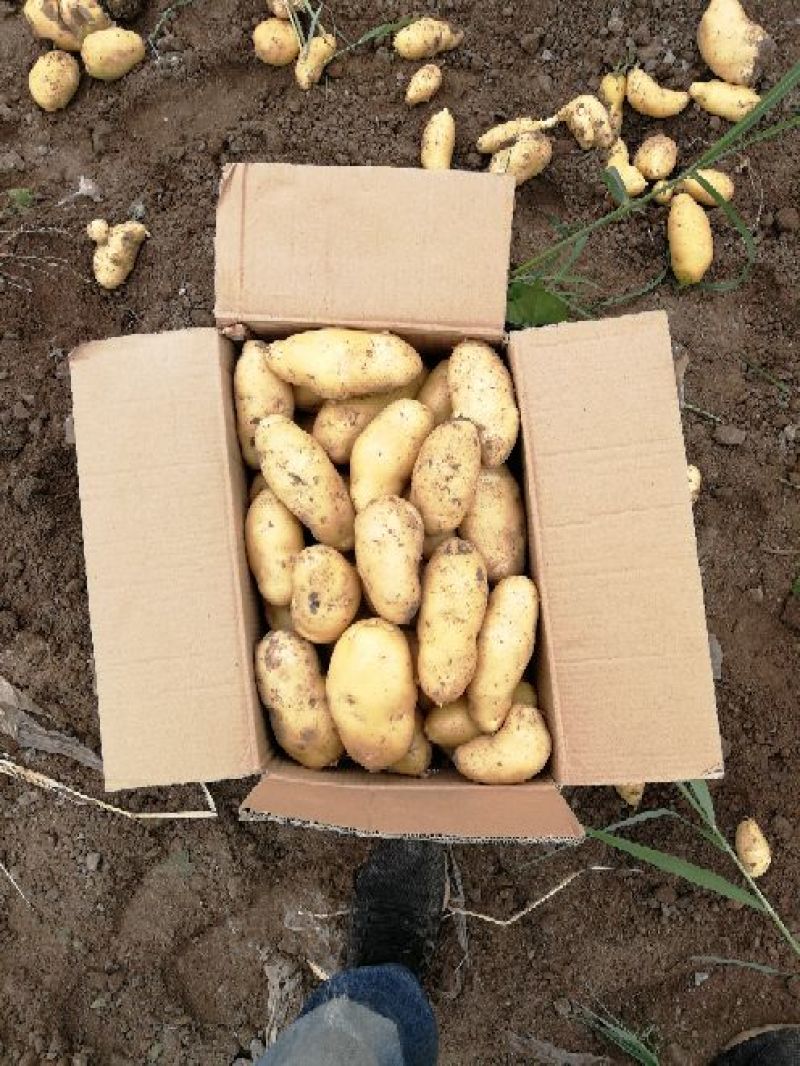 【推荐】山东土豆黄心土豆可以对接电商超市欢迎客商考察