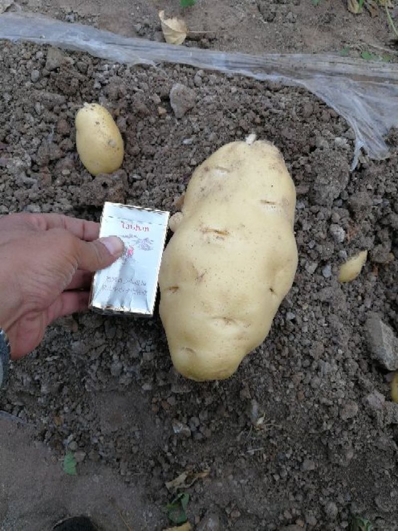 【推荐】山东土豆黄心土豆可以对接电商超市欢迎客商考察