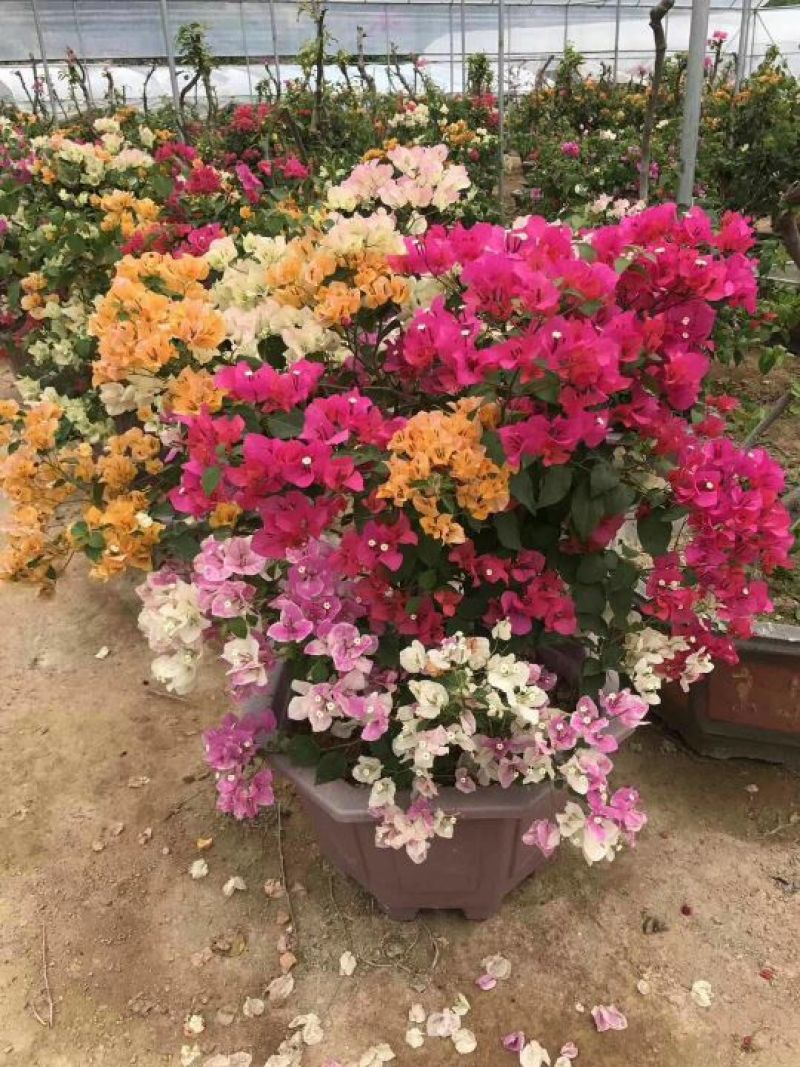 三角梅小苗，三角梅批发，三角梅价格