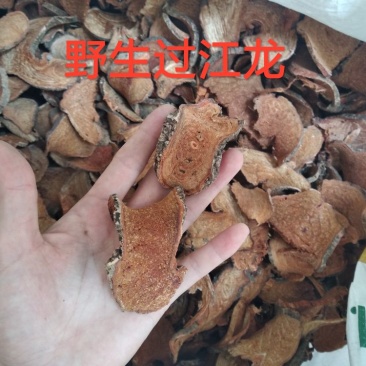 过江龙野生