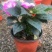 风仙花种苗