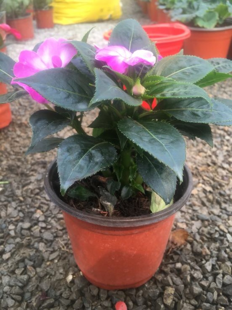 风仙花种苗
