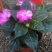 风仙花种苗