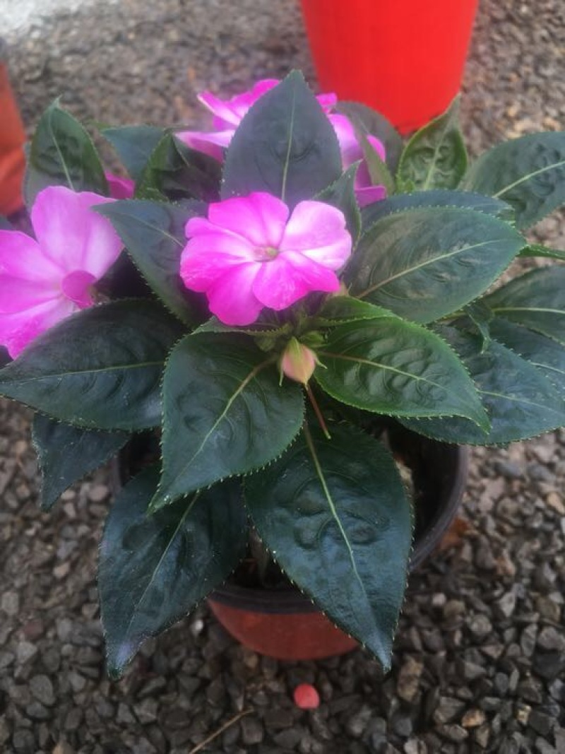 风仙花种苗