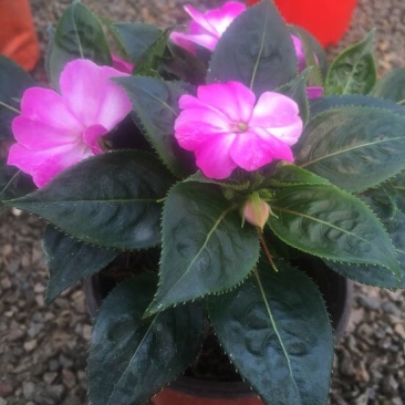 风仙花种苗