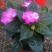 风仙花种苗