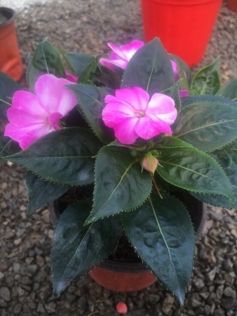 风仙花种苗