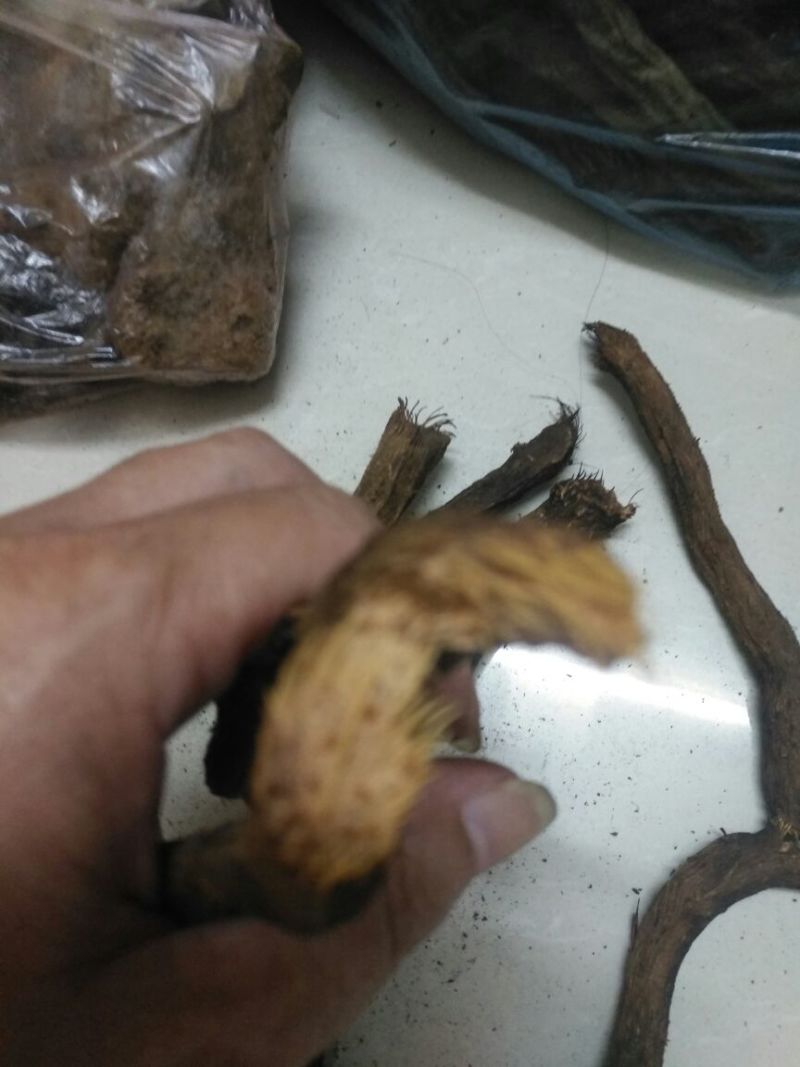 千年健