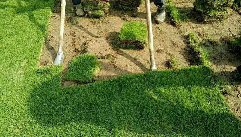 马尼拉草坪台湾青