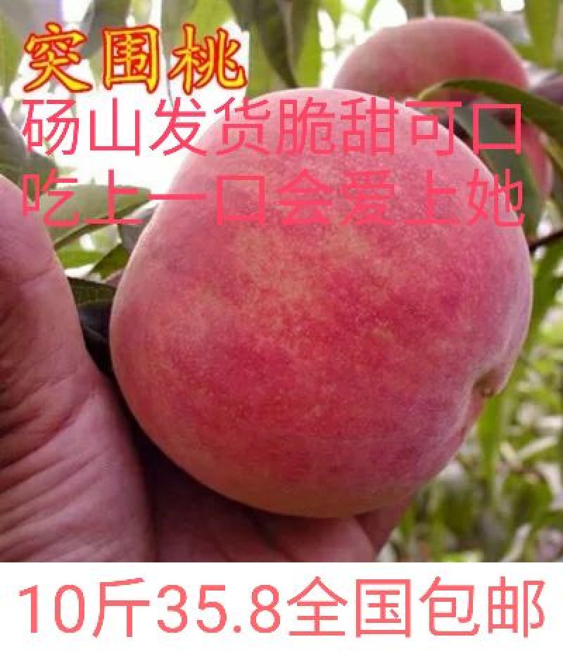 突围桃现摘现发品种保证电商货市场货大量供应