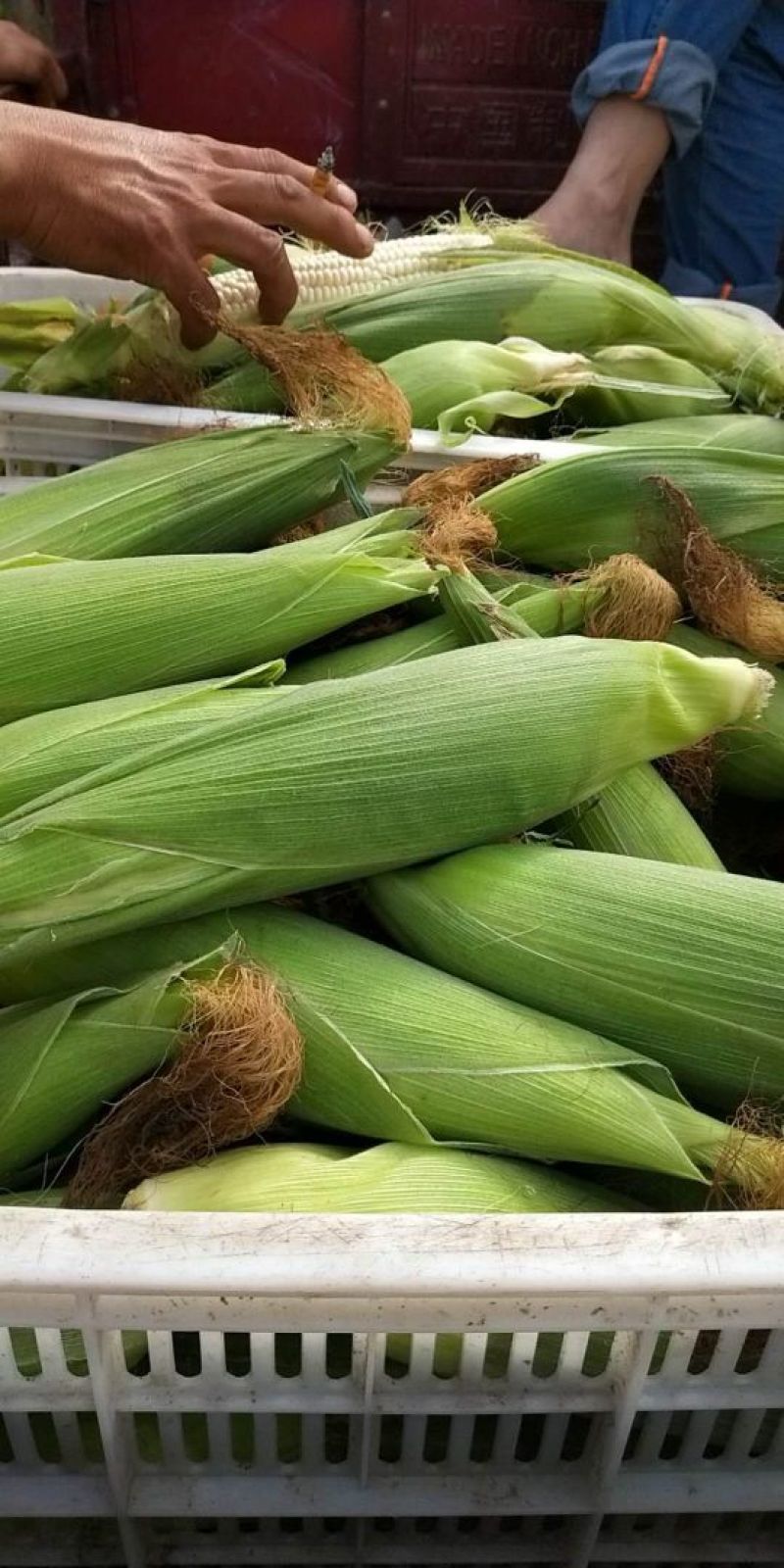 河南新野供应！白糯玉米！甜玉米7两以上通货！