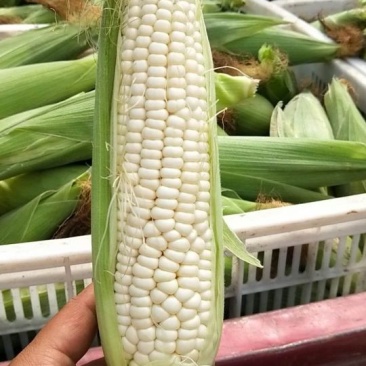 河南新野供应！白糯玉米！甜玉米7两以上通货！
