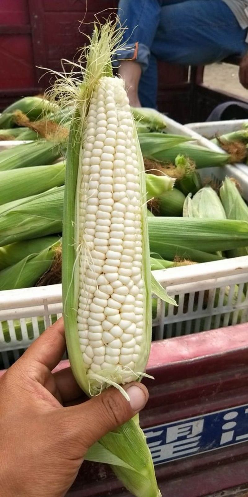 河南新野供应！白糯玉米！甜玉米7两以上通货！