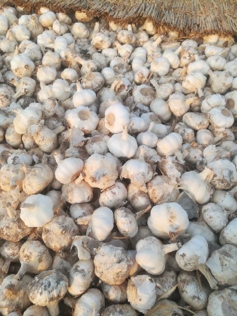 混级，清级，加工净蒜，加工精品