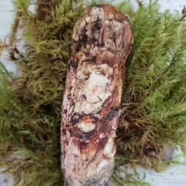 香格里拉松茸5-7公分不包邮
