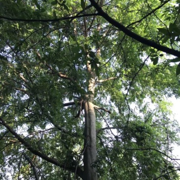 皂角树