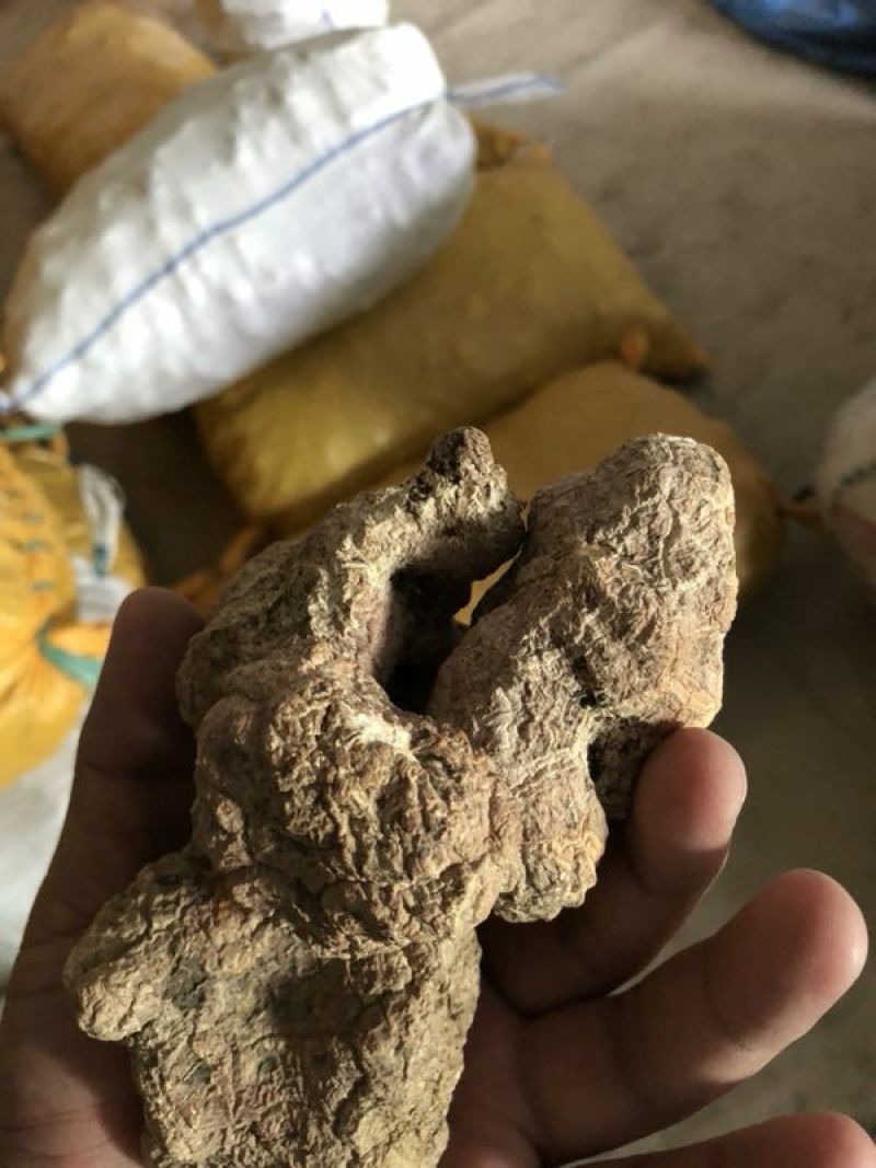 虎奶菇