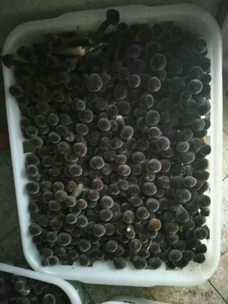 黑皮鸡枞菌母种，原种，出菇菌包均有现货，
