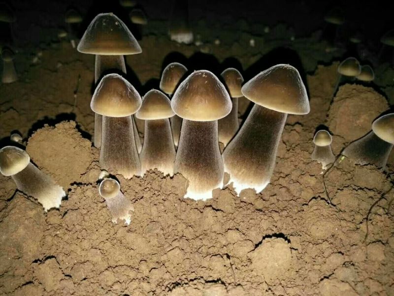 黑皮鸡枞菌母种，原种，出菇菌包均有现货，