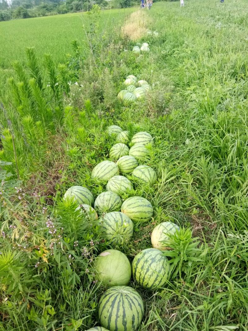花皮西瓜