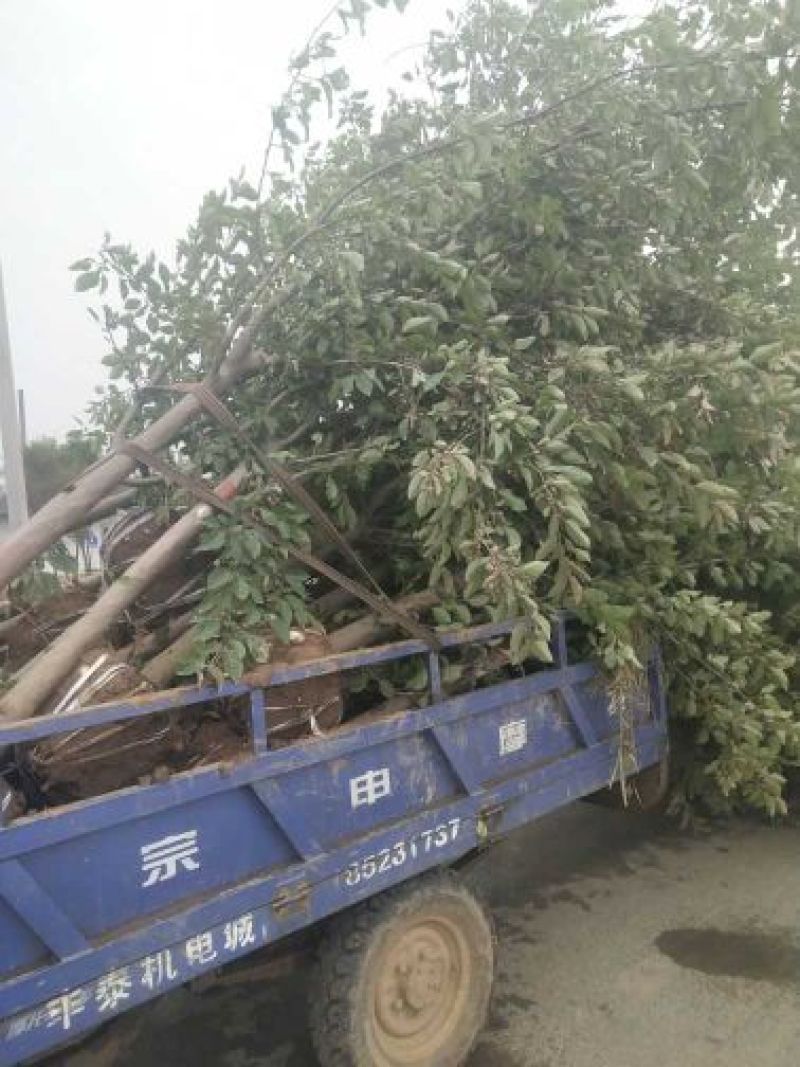 海棠西府海棠